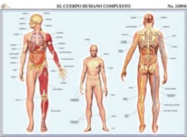 cromo-El-Cuerpo-Humano-Compuesto