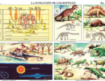 cromo-Evolucion-de-los-Reptiles