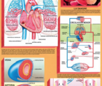 cromo-Sistema-Circulatorio
