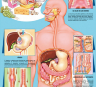 cromo-Sistema-Digestivo