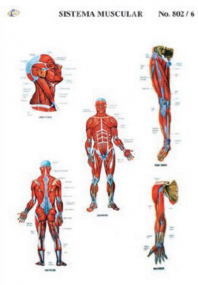 cromo-Sistema-Muscular