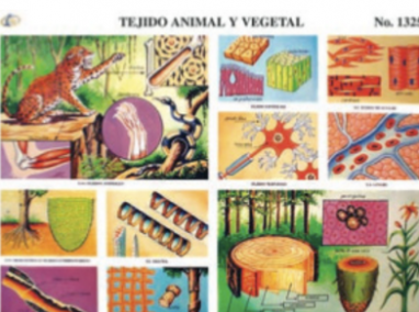 cromo-Tejido-Animal-y-Vegetal